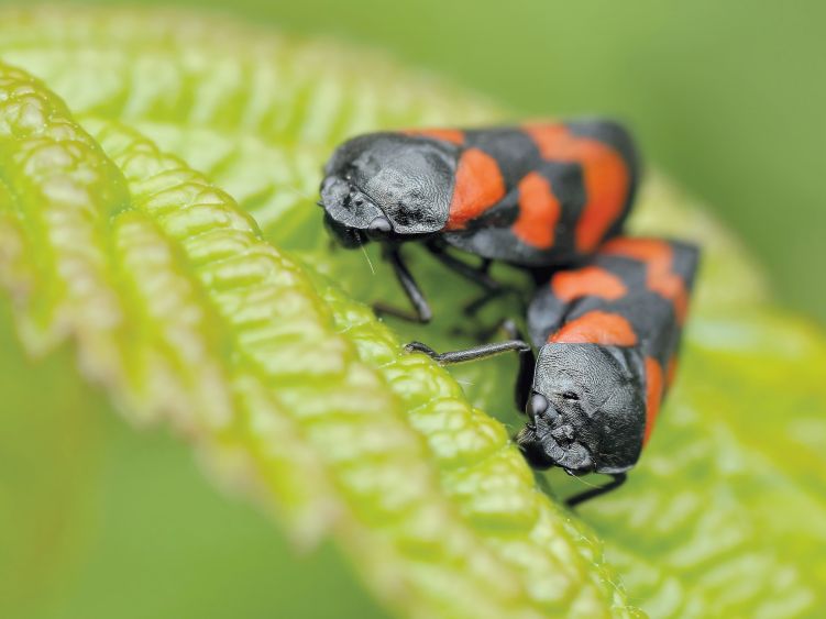 NAMES OF THE BUGS, INSECTS AND BIRDS IN ARABIC LANGUAGE